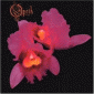 Orchid